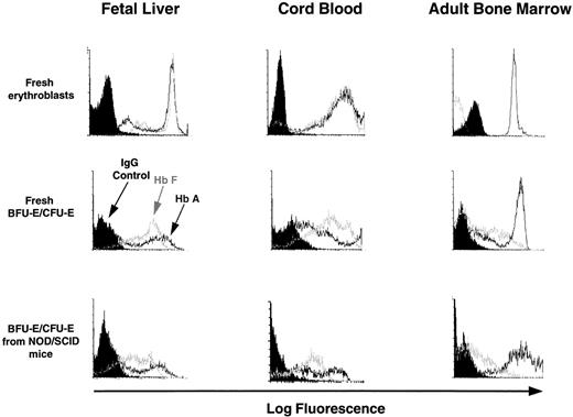 Fig. 4. FACS profiles of glycophorin A+ cells obtained directly from fetal liver, cord blood, and adult marrow or from directly plated 12- to 14-day-old erythroid colonies generated in methylcellulose assays of human fetal liver, cord blood, or adult marrow cells or from human CFU-E/BFU-E produced in NOD/SCID mice engrafted for 6 weeks with human fetal liver, cord blood, or adult marrow cells. Harvested cells were stained with anti-glycophorin A and anti-Hb antibodies as described in the Materials and Methods. Note that the intensity of staining with the 2 different anti-Hb antibodies provide only a relative measure of the amount of HbA and HbF in each cell and therefore cannot be used to compare absolute HbA and HbF expression levels.