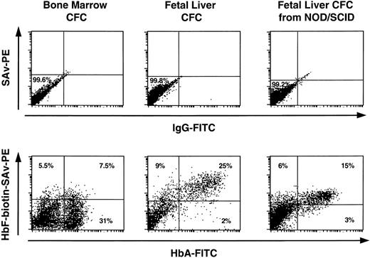 Fig. 5. Demonstration of cells containing both HbF and HbA in 12- to 14-day-old erythroid colonies generated in methylcellulose assays of human fetal liver or adult marrow CFC and CFC obtained from NOD/SCID mice transplanted 6 weeks previously with human fetal liver cells.