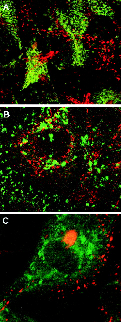 Fig. 2. Specificity of GH targeting to WPB. (A) GH (red) versus LAMP-1 (green). GHrAd-infected HUVEC were fixed, permeabilized, and stained with rabbit anti-GH and mouse anti-LAMP-1 (H4A3) antibodies, followed by rhodamine-conjugated antirabbit and FITC-conjugated antimouse antibodies. Several images were obtained by scanning confocal microscopy at 0.36-μm intervals in the Z-axis and then combined into a single image. (B) IG (red) versus vWF (green). IGrAd-infected HUVEC were fixed, permeabilized, and stained with rhodamine-conjugated antihuman IgG and FITC-conjugated anti-vWF antibodies. Shown is a representative confocal scan from the approximate midportion of the Z-axis. (C) GH (red) versus IG (green). HUVEC transduced with both GHrAd and IGrAd were fixed, permeabilized, and stained with rabbit anti-GH antibody and biotinylated goat antihuman IgG antibody, followed sequentially with rhodamine-conjugated goat antirabbit antibody and FITC-conjugated avidin. Shown is a representative confocal scan from the approximate midsection of the Z-axis. In each of these images, there are few yellow granules, indicating minimal colocalization of proteins in each case.