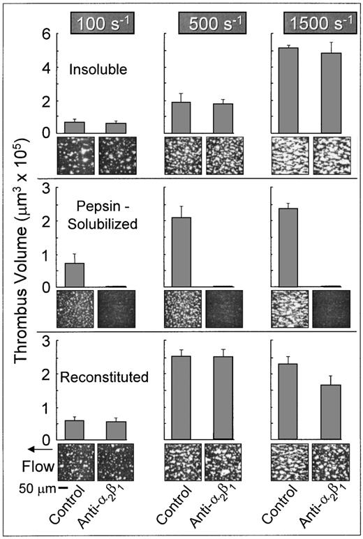 Fig. 2. Role of platelet integrin 2β1 in platelet adhesion and thrombus formation under flow on type I collagens with distinct structural specificities. Blood containing PPACK as anticoagulant and treated with the fluorescent dye mepacrine for platelet visualization was perfused at 37°C over distinct type I collagen preparations, in a parallel plate flow chamber. The flow rate was set to produce a wall shear rate of 1,500 s−1, 500 s−1, or 100 s−1 at the inlet of the flow chamber and each experiment was recorded on tape using a videomicroscopy system. The figure shows single frame images of the surface, each corresponding to an area of 65,536 μm2, obtained after 3 minutes of perfusion. Blood was either untreated (control) or treated with a monoclonal antibody selectively inhibiting the platelet integrin 2β1 function. Note that functional inhibition of platelet 2β1 completely abolished stable platelet attachment and thrombus formation on pepsin-solubilized (nonbanded), but not on native insoluble collagen (banded) or collagen reconstituted from the same pepsin-solubilized collagen (from human placenta) used in these studies. These images are representative of the results obtained in at least 6 separate experiments with blood from different donors. After 3 minutes of perfusion, the total volume of platelet thrombi present in an area of 102,236 μm2 was measured by confocal sectioning at 1.0-μm intervals, as described in Materials and Methods. Volume measurements represent the mean ± standard error of the mean of 4 separate experiments with different blood donors. The size of single platelets can be appreciated in the panel showing the results obtained in the presence of the anti-2β1 antibody with pepsin-solubilized collagen or in Figs 3 and 7, in which platelet to platelet interactions have been prevented by blocking IIbβ3 function.