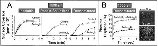 Fig. 3. Time course of platelet adhesion on type I collagens with distinct structural specificities at a wall shear rate of 1,500 s−1. (A) Control blood (containing no antibody) or blood treated with a function blocking anti-2β1monoclonal antibody was perfused through a parallel plate chamber as described in the legend to Fig 2, and the flow rate was adjusted to produce a wall shear rate of 1,500 s−1 at the inlet of the chamber. Single frame images corresponding to an area of 65,536 μm2 were captured from videotapes at various times after the onset of blood flow and analyzed for the area occupied by surface covered platelets (indicated as surface coverage). Note the differential effects of inhibiting platelet 2β1 function with type I collagens having distinct structural features, particularly the differences seen between reconstituted collagen and pepsin-solubilized collagen (nonbanded) from which it was derived. Surface coverage measurements represent the mean ± standard error of the mean of 4 separate experiments with different blood donors. (B) Blood containing an anti-2β1 monoclonal antibody, either alone or concurrently with an anti-IIbβ3monoclonal antibody, was perfused over reconstituted type I collagen at a wall shear rate of 1,500 s−1. After 3 minutes of perfusion (corresponding to time 0), consecutive images were captured from videotapes and analyzed for platelet movement (for definition, see Materials and Methods). The percentage of platelets displaced from their initial position was calculated as a function of time relative to the total number of platelets attached to the surface in the first image analyzed. Note that approximately 80% of all platelets (indicated as platelets displaced) moved on the surface within 3 seconds of observation when 2β1 and IIbβ3 were inhibited concurrently, compared with greater than 60% of the platelets remaining stationary after selective inhibition of IIbβ3. The 2 single frame images on the right, each representing an area of 65,536 μm2, depict surface coverage after 3 minutes of perfusion with selective IIbβ3 inhibition (lower) or combined IIbβ3 and 2β1 inhibition (upper). Note the differences in surface coverage by platelets, reflecting differences in the stability of platelet attachment.