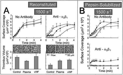 Fig. 4. Effect of exposing collagen to plasma under flow or vWF before perfusion with whole blood at a wall shear rate of 1,500 s−1. Blood containing no antibody or blood containing an anti-2β1 monoclonal antibody was perfused over reconstituted type I collagen (A) or over pepsin-solubilized (nonbanded) collagen from which it was derived (B) in a parallel plate flow chamber as described in the legend to Fig 2, and the flow rate was adjusted to produce a wall shear rate of 1,500 s−1 at the inlet of the chamber. (A) Upper figures: The time course of platelet adhesion on reconstituted collagen was measured as described in the legend to Fig 3. The collagen substrate was pre-exposed to autologous plasma at a wall shear rate of 1,500 s−1 for 5 minutes (▵) or to purified vWF under stationary conditions for 30 minutes (•) before perfusing with blood. Control blood (○) was perfused directly over reconstituted collagen without prior exposure to plasma or vWF. (A) Lower figures: After 2.5 minutes of perfusion, the total volume of platelet thrombi present in an area of 102,236 μm2 was measured by confocal sectioning at 1.0-μm intervals, as described in Materials and Methods. Measurements represent the mean ± standard error of the mean of 4 separate experiments with different blood donors. The single frame images, each representing an area of 65,536 μm2, depict surface coverage of platelet thrombi after 3 minutes of perfusion under the conditions indicated. (B) The time course of platelet adhesion on pepsin-solubilized (nonbanded) collagen. The collagen substrate was pre-exposed to autologous plasma at a wall shear rate of 1,500 s−1 for 5 minutes (▵) or to purified vWF under stationary conditions for 30 minutes (•) before perfusing with blood. Control blood (○) was perfused directly over pepsin-solubilized (nonbanded) collagen without prior exposure to plasma or vWF. Measurements represent the mean ± standard error of the mean of 4 separate experiments with different blood donors.
