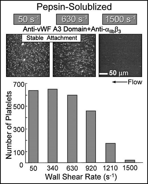 Fig. 7. Flow-dependent characteristics of 2β1-mediated platelet attachment to pepsin-solubilized (nonbanded) type I collagen. Blood containing function blocking anti-IIbβ3 and anti-vWF A3 domain monoclonal antibodies (the latter to inhibit plasma vWF binding to collagen) was perfused over immobilized pepsin-solubilized (nonbanded) type I collagen in the parallel plate flow chamber as described in the legend to Fig 2. Note that, for stable platelet attachment under these conditions, there was an absolute requirement for 2β1-collagen interactions, because additional functional inhibition of 2β1completely inhibited platelet interaction with this substrate (as shown in Fig 6). The number of single platelets attached to the surface after 3 minutes of perfusion was measured as a function of the wall shear rate.