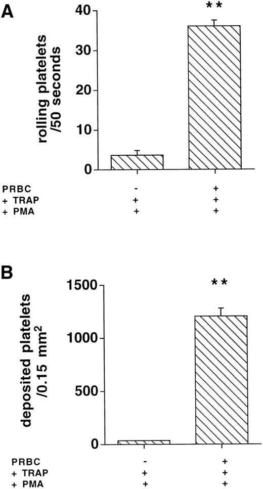 Fig. 5. Rolling and adhesion to activated endothelial cells of 10,000 platelets/μL were only observed in the presence of packed red blood cells (PRBC) but not in binding buffer (n = 4, **P < .001 v −PRBC).
