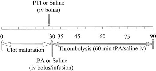 Fig. 2. Schematic representation of the time course of thrombus formation and subsequent treatment. The time course indicates initiation of thrombus formation, thrombus maturation during the first 30 minutes, and the following 60 minutes of treatment. The duration of experiment extends for a total of 90 minutes, during which 7 separate blood samples are obtained at the indicated times. Thirty minutes were allowed for tissue factor exposed on the denuded aorta to produce a thrombus from rabbit whole blood containing radiolabeled rabbit fibrinogen. PTI or saline was administered immediately before obtaining the second blood sample at 30 minutes. After the blood sample was obtained at the 30-minute time point, but before the next blood sample at 35 minutes, a bolus of tPA or saline was administered and an infusion of each was initiated.