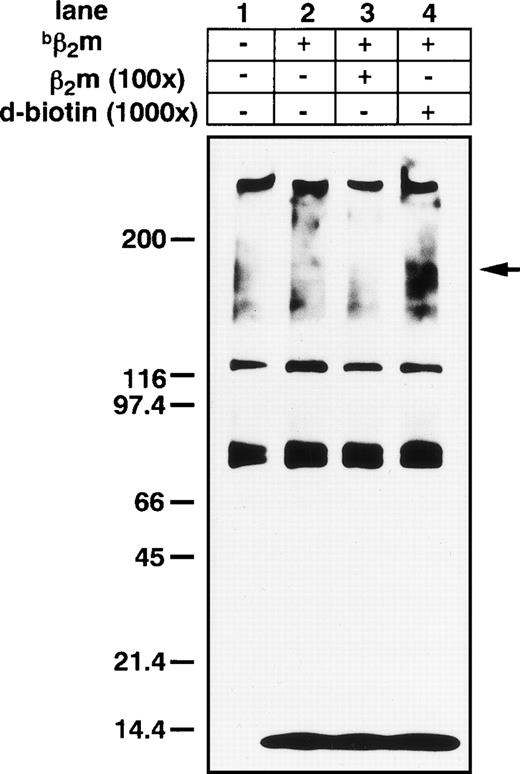 Fig. 7. DSS cross-linking of β2m on the K562 leukemia cell line. Broad high molecular mass complexes of 150 kD (β2m and its binding protein complex) were generated by cross-linking. Several nonspecific bands were also stained; however, a band of appropriately 150 kD was specifically suppressed by the addition of 100× unlabeled β2m in lane 3.bβ2m, biotinilated β2m.
