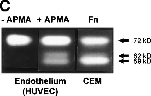 Fig. 1. (A) MMP-2 and MMP-9 induction by fibronectin. CEM T cells were cultured on several extracellular matrix proteins for 24 hours. The figure shows the zymographic pattern of concentrated conditioned medium of 107 cells plated on polylysine (lane 1), fibronectin (lane 2), laminin-1 (lane 3), type-I collagen (lane 4), and type-IV collagen (lane 5). (B) Accumulation of MMP-2 and MMP-9 in the conditioned medium over time. 107 cells were incubated on plastic or on fibronectin for different periods of time. The conditioned medium was concentrated and subjected to gelatin zymography. The figure shows the gelatinolytic signal quantified as described in the Materials and Methods section. (C) CEM cells produce activated forms of MMP-2 in response to fibronectin. Unconcentrated conditioned medium obtained from HUVEC confluent monolayers cultured on plastic was subjected to gelatin zymography in the absence (−) or in the presence (+) of p-aminophenylmercuric acetate (APMA). Concentrated conditioned medium from 107 CEM cells cultured on fibronectin (Fn) for 24 hours disclosed an identical zymographic pattern.