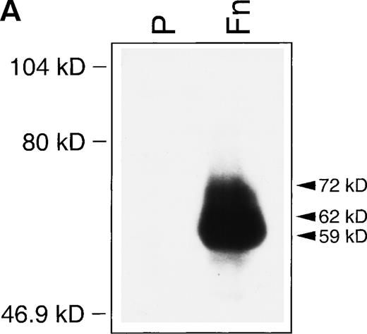 Fig. 2. (A) Western blot identification of MMP-2 in CEM-conditioned medium. Gelatin affinity-purified–conditioned medium from 108 CEM cells cultured for 24 hours on plastic (P) or in the presence of soluble fibronectin at 10 μg/mL (Fn) was subjected to Western blot analysis with the MoAb Ab-3 against MMP-2. (B) RT-PCR demonstration of MMP-2 transcripts in CEM cells. PCR-amplified cDNA obtained from resting CEM cells (lane 1) and CEM cells exposed to fibronectin at 10 μg/mL for 4 hours (lane 2). Simultaneous amplification of the housekeeping gene β2-microglobulin is shown to ensure an equivalent amount of template in both conditions. Lane 3 shows the nested PCR product obtained from the 694 bp fragment using previously published internal primers.22 Lane 4 shows the Sac I restriction fragments of the 694 bp fragment.