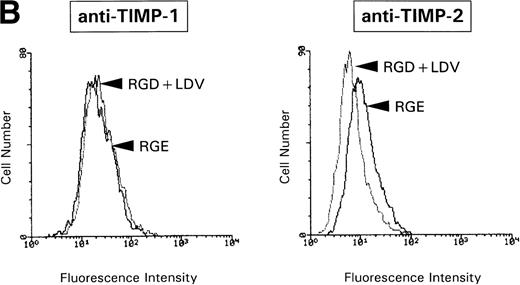 Fig. 4. (A) RT-PCR analysis of TIMP-1 and TIMP-2 mRNA levels in CEM cells stimulated with fibronectin. cDNA obtained from resting CEM cells (lane 1) or stimulated with soluble fibronectin at 10 μg/mL for 4 hours (lane 2). β2-microglobulin amplification is used to control template quantity in each condition. (B) Membrane expression of TIMP-1 and TIMP-2 in CEM cells treated with fibronectin-derived peptides. Flow cytometry analysis of CEM cells cultured with a combination of GRGDSPC and EILDVSPT in solution at 100 μg/mL for 16 hours. The peptide GRGES was used as control. Histograms show distribution of fluorescence intensity in 5 × 103 cells per condition.
