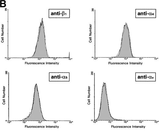 Fig. 7. (A) Abrogation of MMP-2 and MMP-9 production in response to fibronectin by high-cell density and its reversion by inhibiting PI-3K and different elements of the Ras/MAPK–signaling pathway. 2 × 107 CEM cells were cultured at a 2 × 105cells/mL or at 1 × 106 cells/mL and exposed to fibronectin. Conditioned medium was obtained after 6 hours, concentrated, and subjected to gelatin zymography. Graph shows the intensity of the gelatinolytic band in untreated cells (baseline), cells expressing Ha-Ras Asn-17, and cells treated with wortmannin, PD 98059, or SB 202190. Concomitant effect on cell binding to fibronectin is also shown. Both adhesion and intensity of the gelatinolytic bands are expressed as fold increase or decrease over that observed with the untreated cells exposed to fibronectin at low density. (B) Effect of cell density on integrin cell-surface expression. Flow cytometry analysis of membrane expression of fibronectin receptors in CEM cells cultured at low density (filled histograms) versus cells cultured at high density (clear histograms). Histograms show fluorescence-intensity distribution among 5 × 103 cells immunostained with MoAb raised against several integrin  chains and the common β chain.
