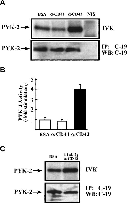Fig. 5. CD43-induced stimulation of PYK-2 tyrosine kinase activity. (A) NK cells were allowed to adhere for 60 minutes, on dishes precoated with BSA, with the HP 2/9 anti-CD44 MoAb, TP 1/36 anti-CD43 MoAb, or TP1/36 F(ab′)2 fragments. Cells were then lysed and the extracts were incubated with C-19 antibody to immunoprecipitate PYK-2 (C-19) or with nonimmune serum (NIS) control and in vitro kinase reactions, performed as described in Materials and Methods (IVK, top). PYK-2 levels were determined by immunoprecipitation with the C-19 anti-PYK-2 antibody and Western blot analysis with C-19 anti–PYK-2 antibody (IP: C-19; WB: C-19; bottom). The position of PYK-2 is indicated with an arrow. (B) Quantification by densitometric scanning of the effect of stimulation with BSA, anti-CD44, and anti-CD43 on PYK-2 activity. PYK-2 was immunoprecipitated with the C-19 antibody and in vitro kinase reactions performed as described in Materials and Methods. Values are the mean± SEM of 5 independent experiments and are expressed as fold-stimulation above control. (C) NK cells were allowed to adhere for 60 minutes on dishes precoated with BSA or TP1/36 F(ab′)2 fragments. Cells were then lysed and processed as described above.