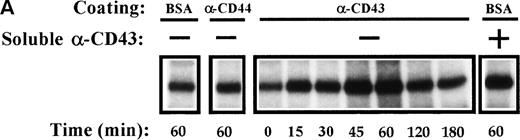 Fig. 6. Time-course of CD43-stimulated PYK-2 activity in NK cells. (A) NK cells were either plated on dishes coated with BSA (BSA), HP 2/9 anti-CD44 MoAb (-CD44), and anti-CD43 MoAb TP1/36 (-CD43) or plated on dishes coated with BSA and stimulated with soluble anti-CD43 MoAb (soluble -CD43). The cells were allowed to adhere for the indicated times and lysed. Lysates were incubated with the C-19 antibody to immunoprecipitate PYK-2 and activities in the resulting immunoprecipitates were measured by in vitro kinase reactions, as described in Materials and Methods. A representative experiment of 3 is shown. (B) Quantification by densitometric scanning of the effect of stimulation with anti-CD43 on PYK-2 activity. PYK-2 was immunoprecipitated with the C-19 antibody and in vitro kinase reactions performed as described in Materials and Methods. (s) -CD43 indicates soluble antibody. Values are the mean ± SE of 3 independent experiments and are expressed as fold-stimulation above control.