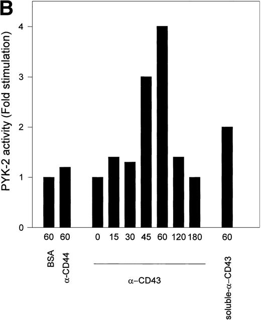 Fig. 6. Time-course of CD43-stimulated PYK-2 activity in NK cells. (A) NK cells were either plated on dishes coated with BSA (BSA), HP 2/9 anti-CD44 MoAb (-CD44), and anti-CD43 MoAb TP1/36 (-CD43) or plated on dishes coated with BSA and stimulated with soluble anti-CD43 MoAb (soluble -CD43). The cells were allowed to adhere for the indicated times and lysed. Lysates were incubated with the C-19 antibody to immunoprecipitate PYK-2 and activities in the resulting immunoprecipitates were measured by in vitro kinase reactions, as described in Materials and Methods. A representative experiment of 3 is shown. (B) Quantification by densitometric scanning of the effect of stimulation with anti-CD43 on PYK-2 activity. PYK-2 was immunoprecipitated with the C-19 antibody and in vitro kinase reactions performed as described in Materials and Methods. (s) -CD43 indicates soluble antibody. Values are the mean ± SE of 3 independent experiments and are expressed as fold-stimulation above control.
