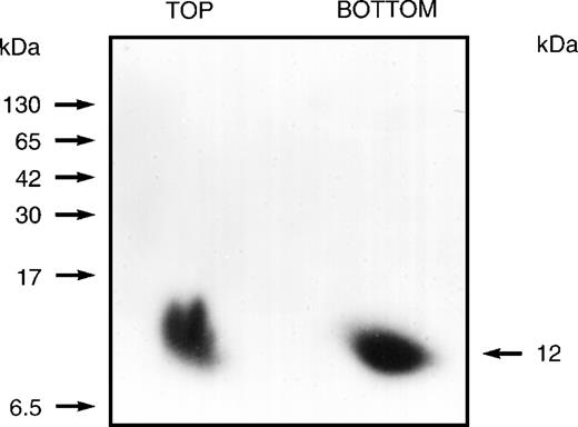 Fig. 1. Autoradiogram showing the 12-kD protein that is cross-linked by an 125I-labeled arylazido inositolphosphate analogue. The 110 fractions from the Sephacryl S-300 gel filtration column were divided into 11 groups of 10 each and combined and concentrated (6-fold). These preparations were then loaded onto 3% to 17% gradient, nondenaturing (Nonidet P-40) polyacrylamide gel. After development, gel segments containing slowly migrating aggregates or complexes (estimated at 400 to 600 kD) were cut from the gel and eluted. After dialyzing each eluate against 50 mmol/L HEPES buffer (pH 7.5) containing 0.1% Nonidet P-40 to remove sulfhydryl reagents, 125 μL aliquots were preincubated for 60 minutes with the125I-labeled probe (2.0 × 107 dpm) and then irradiated (254 nm) for 2 minutes at a distance of 3.5 cm using a Mineralight UVSL source (Ultra-violet Products, San Gabriel, CA). Unreacted azido reagent was destroyed with 5% 2-mercaptoethanol in 50 mmol/L HEPES containing 0.1% Nonidet P-40. Reaction mixtures were then applied to 3% to 17% gradient, nondenaturing (Nonidet P-40) polyacrylamide gels that were used to prepare autoradiograms. Gel segments containing the slowly migrating or the rapidly migrating heavily labeled components demonstrated for fractions no. 41 through 50 were cut from the nondenaturing gel and inserted at the top of a 10% to 20% gradient SDS polyacrylamide gel. Autoradiograms prepared from the SDS gels identified a labeled 12-kD protein derived from the rapidly migrating component (BOTTOM) and a labeled 12-kD protein derived from the slowly migrating component (TOP). Positions of molecular mass markers are indicated on the left.