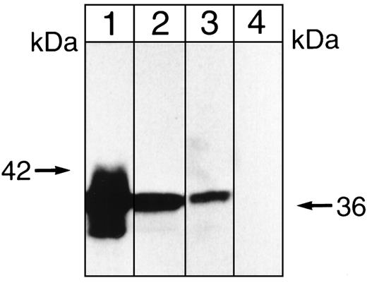 Fig. 7. Immunoblot showing that anti-PP-2A recognizes a 36-kD protein. Aliquots of a K562 cell lysate (lane 1) or a solubilized K562 cell membrane preparation (lane 2) were applied to 7.5% SDS polyacrylamide gels along with samples of low-ionic strength, antiphosphotyrosine (RC20) immunoprecipitates (lane 3) and samples of the immunoprecipitate obtained in the presence of 200 nmol/L rapamycin (lane 4). After development of these gels, proteins were blotted onto polyvinylidene difluoride (PVDF) membranes and blots were overlaid with (1 to 5,000) monoclonal anti-PP-2Ac (clone 46, IgG1). Second antibody was (1 to 5,000) goat antimouse IgG conjugated with horseradish peroxidase and detection was by enhanced chemiluminescence (ECL). The 42-kD molecular mass marker is shown on the left.