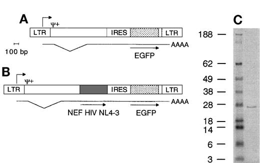 Fig. 1. Retroviral vector genomes and Nef protein immunoblot. (A) Nef− genome encodes the EGFP gene 3′ of the IRES under control of the long terminal repeat (LTR) promotor. Ψ+ packaging signal, AAAA poly(A) tail of mRNA, bp, base pairs. (B) Nef+ genome encodes both the HIV NL4-3 nef gene and the EGFP gene. Translation of mRNA produces 2 proteins. Lengths drawn to scale. Scale bar indicates 100 bp length. (C) Immunoblot showing molecular weight marker (first lane, figures indicate weight in kD) and Nef+ transduced cell lysate (second lane), highlighting a protein band of +/− 27 kD.
