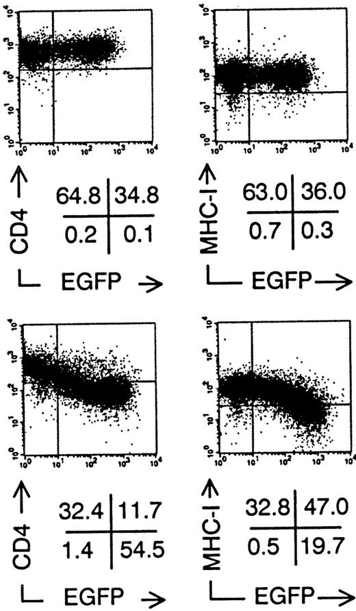 Fig. 2. Downmodulation of CD4 and MHC Class I surface expression on Sup-T1 cells expressing nef after retroviral gene transfer. Bivariate dot plots of flow cytometric measurement of Nef− transduced cells (top) and Nef+transduced cells (bottom). CD4-PE and MHC Class I-PE expression versus EGFP expression of Sup-T1 cells 3 days after transduction. Quadrants were set to include 99% of stained nontransduced cells in upper left quadrant. Figures indicate percentage of cells present in corresponding quadrants.
