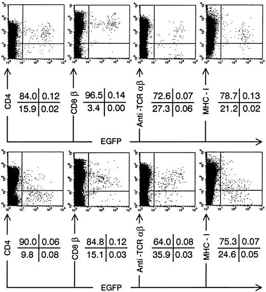 Fig. 4. Intrathymic development of transduced ISP4+progenitor cells in vivo. Bivariate dot plots of flow cytometric measurement of Nef− transduced cells (top) and Nef+ transduced cells (bottom) showing CD4-APCy, CD8β-PE, CD3-APCy, and MHC Class I-PE versus EGFP expression of SCID-hu thymocytes 20 days after injection of transduced ISP4+ cells. Quadrants were set to include 99% of cells stained with isotypic controls and EGFP− cells in lower left quadrant. Figures indicate percentage of cells present in corresponding quadrants.
