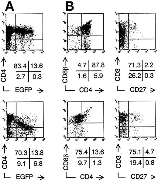 Fig. 5. Intrathymic development of transduced CD34+CB progenitor cells in vivo. Bivariate dot plots of flow cytometric measurement of Nef− transduced cells (top) and Nef+ transduced cells (bottom). (A) CD4-PE versus EGFP expression of SCID-hu thymocytes 30 days after injection of transduced CD34+ CB precursor cells. (B) CD8β-PE versus CD4-APCy and CD3-APCy versus CD27-PE expression of thymocytes shown in (A), gated on EGFP+ cells. Quadrants were set to include 99% of cells stained with isotypic controls and EGFP− cells in lower left quadrant, except arbitrarily positioned to delimit DP cells in CD8β versus CD4 stainings. Figures indicate percentage of cells present in corresponding quadrants.