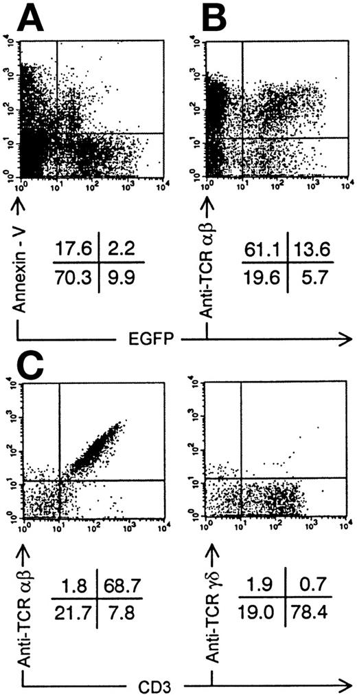 Fig. 6. Annexin-V staining and TCR expression on Nef+ transduced thymocytes. Bivariate dot plots of flow cytometric measurement of Nef+ transduced thymocytes 30 days after injection of transduced CD34+ CB precursor cells. (A) Annexin-V versus EGFP expression. (B) TCR-β-PE versus EGFP expression. (C) TCR-β-PE and TCR-γδ-PE versus CD3-APCy expression of thymocytes also used for staining showed in (B), gated on EGFP+ cells. Quadrants were set to include 99% of cells stained with isotypic controls and EGFP− cells in lower left quadrant. Figures indicate percentage of cells present in corresponding quadrants.