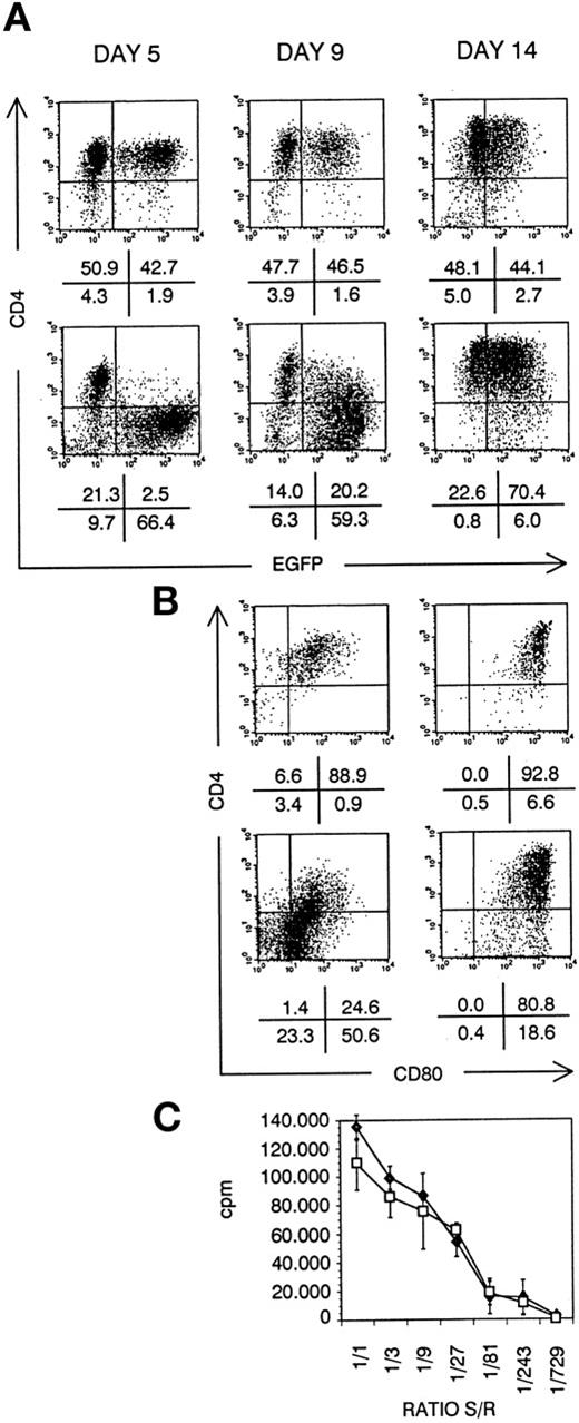 Fig. 8. DC generated from transduced CD34+ CB cells. Bivariate dot plots of flow cytometric measurement of Nef− transduced cells (top) and Nef+ transduced cells (bottom). (A) CD4-APCy versus EGFP expression of cells at day 5, day 9, and day 14 of culture, as indicated. (B) CD4-APCy versus CD80-PE expression of cells shown in (A), gated on EGFP+ cells at day 9 and day 14 of culture, as indicated. Quadrants were set to include 99% of cells stained with isotypic controls and EGFP− cells in lower left quadrant. Figures indicate percentage of cells present in corresponding quadrants. (C) Proliferation of PBMCs seeded on irradiated sorted mature Nef− (⧫) or Nef+ (□) transduced DCs, measured by 3H-thymidine incorporation. Ratio S/R, ratio between number of DCs (stimulators, S) over number of PBMCs (responders, R); cpm, counts per minute. Points represent average of triplicate wells and error bars indicate standard deviation.