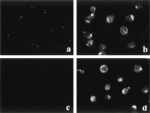 Fig. 1. Glucocorticoid receptor expression in 13-day old rat fetal liver cell progenitors (CD45+) (b) and 15-day old rat fetal thymocytes (d). Both sorted 13-day old fetal liver CD45+ cells and 15-day old fetal total thymic cells were cytospun, fixed, and incubated with a biotin-conjugated MoAb specific for rat GR (BuGR2) followed by avidin-Texas red staining. An isotype-matched irrelevant antibody was used as negative control to define background fluorescence (a and c). The cells were observed and photographed under a fluorescence Labophot-2 microscope. Original magnification × 300.