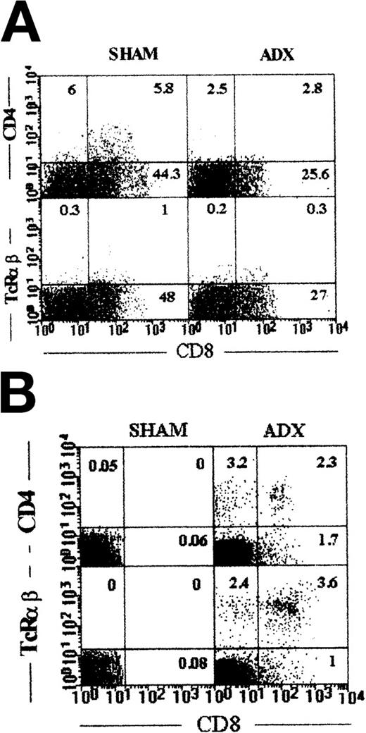 Fig. 4. (A, B) Expression of CD4 (up) and TcRβ (down) versus CD8 (horizontal axis) in thymocytes from 17-day old (A) and splenocytes from 18-day old (B), Sham (left) and Adx (right) fetuses. Results shown are representative of 3 to 4 experiments.