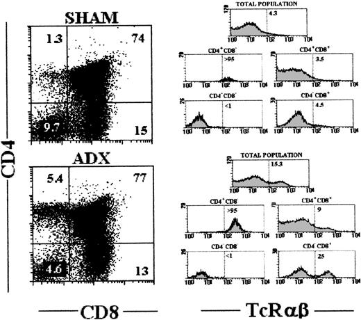 Fig. 5. The GC absence affects fetal liver thymic precursors. CD4/CD8/TcRβ expression in thymocytes generated in dGuo-treated murine thymic lobes after 12 days of in vitro recolonization with fetal liver cells from either 13-day-old control Sham (up) or Adx (down) rat fetuses. Histograms represent TcRβ expression in the gated DN (CD4−CD8−), DP(CD4+CD8+), and SP (CD4−CD8+ and CD4+CD8−) thymic cell populations shown in the dot plots. Results shown are a representative experiment with cell recoveries from RL-Sham of 85,000 cells/lobe and of 90,000 cells/lobe in the case of RL-Adx.