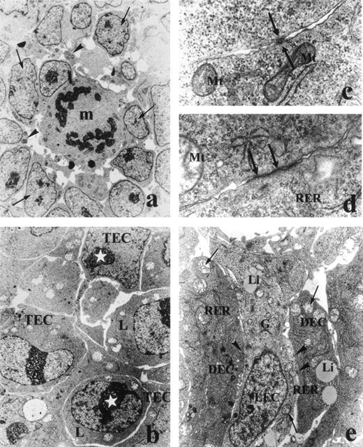 Fig. 6. (a) Round or polygonal primitive epithelial cells (arrows), some of them in division (m), constitute the homogeneous thymic stroma devoid of lymphoid cells of a 13-day-old Sham fetal rat. Note the lack in these cells of prominent cytoplasmic organelles, except for a few, elongated mitochondria (arrow heads), and the enlarged intercellular spaces. Original magnification × 3,700. (b) Thymic primordium of a 13-day old Adx fetal rat. Numerous lymphoid progenitors (L) occur between a well constituted network of irregular thymic epithelial cells (TEC). Nucleolus (stars). Original magnification × 3,700. (c) Incipient cell-to-cell contact (arrows) between 2 primitive thymic epithelial cells of a 13-day- old Sham fetal rats. Mitochondria (Mt). Original magnification × 56,000. (d) Incipient cell junction (arrows) between 2 thymic epithelial cells of a 13-day-old Adx fetal thymus. Note the increased amount of cisternae of rough endoplasmic reticulum (RER) and mitochondria (Mt) as compared with the condition of Sham fetal rats of the same age (c). Original magnification × 35,700. (e) Electron-dense (DEC) and electron-lucent thymic epithelial cells (LEC), 13-day old Adx fetal thymus, rough endoplasmic reticulum (RER), lipid droplets (Li), mitochondria (arrows), Golgi complex (G), and incipient cell junctions (arrow heads). Original magnification × 6,000.