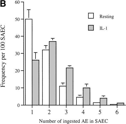 Fig. 2. (A) Representative experiment demonstrating that IL-1 stimulation (10−10 mol/L) increased the percentage of SAEC that ingested apoptotic eosinophils; (B) together with their capacity to ingest multiples of aged eosinophils. Each bar represents the mean ± SEM of 4 separate experiments in which the number of ingested aged eosinophils inside 200 resting or cytokine-stimulated SAEC were counted.