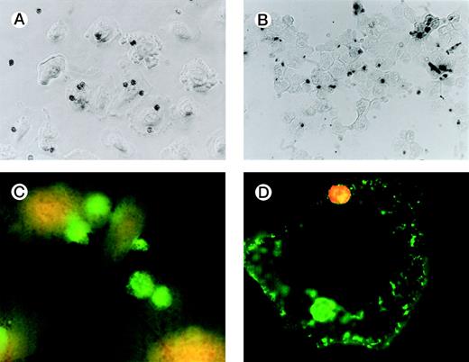 Fig. 1. Representative photomicrographs (×400) showing apoptotic eosinophil engulfment by unstimulated (A) SAEC. Eosinophils can be seen inside SAEC as peroxidase-positive dark staining cells. Cytospins were also prepared from SAEC that had ingested aged eosinophils and were removed from their wells by trypsin digestion. Under these conditions (B), OPD-stained apoptotic eosinophils can be seen inside the SAEC, with no eosinophils present on the portions of the slide from which epithelial cells were absent. (C) Representative fluorescent micrograph (×1,000) showing SAEC permeabilized before ingested eosinophils were stained with the anti-MBP MoAb BMK-13, followed by antimouse IgG-FITC. Bright green staining ingested eosinophils can be clearly seen inside the SAEC. (D) Apoptotic eosinophils were also stained with a CD9 MoAb conjugated to PE (CD9-PE) and allowed to interact with SAEC that had been stained with anti-CD44 MoAb and antimouse IgG-FITC. Both cell types were immunostained before the interaction assay (30 minutes) and visualized with a fluorescent microscope. The epithelial cell displays CD44+ green fluorescence. Two apoptotic eosinophils can be seen, both of which were stained with CD9-PE before the interaction assay. The PE-positive eosinophil (top) is interacting with the SAEC membrane but is not yet completely engulfed and therefore shows red fluorescence. The other (bottom) is within a phagosome inside the SAEC and is thus surrounded by a CD44+ membrane and therefore exhibits green fluorescence.