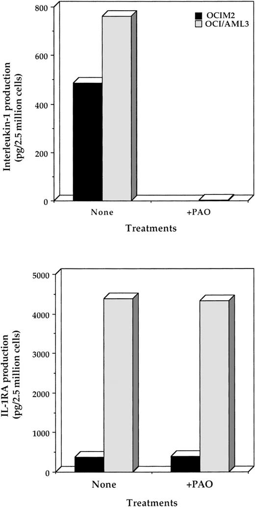 Fig. 3. Effect of PAO on the production of IL-1β and IL-1RA by OCIM2 and OCI/AML3 cells. Cells were incubated in the presence or absence of 1.0 μmol/L PAO for 24 hours. The amount of IL-1β (upper panel) and IL-1RA (lower panel) produced by these cells was then assessed by ELISA as described in Materials and Methods.