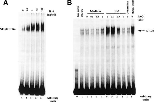 Fig. 5. (A) Activation of NF-κB by IL-1β. OCIM2 cells (2 × 106/mL) were incubated at 37°C with increasing concentrations of IL-1β for 1 hour. Nuclear extracts were then prepared and assayed for NF-κB as described above. (B) Inhibition of IL-1β–induced NF-κB activation by PAO. Cells were treated with PAO for 1 hour and then with IL-1β for 1 hour. Nuclear extracts were prepared and assayed for NF-κB activity as described in Materials and Methods.