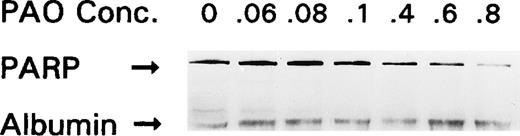 Fig. 7. Effect of PAO on PARP protein expression. OCIM2 cells were incubated in the absence and the presence of increasing concentrations of PAO. The results shown here were obtained after incubating OCIM2 cells for 4 hours.