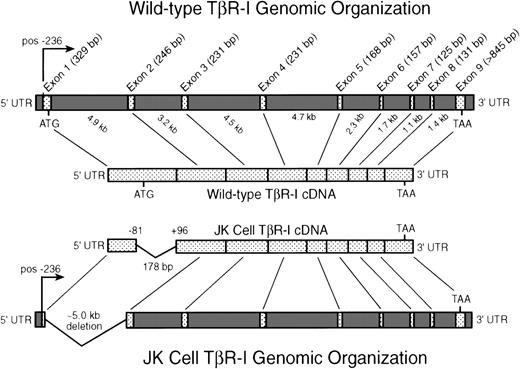 Fig. 3. Intron-exon organization of the human TβR-I: identification and localization of an N-terminal deletion in JK cell TβR-I cDNA. JK cell total RNA was subjected to RT-PCR analysis to facilitate the cloning and isolation of full-length JK cell TβR-I cDNAs as described in Materials and Methods. Shown is the transcriptional start site (pos. −236) and the intron-exon organization of the human TβR-I as described recently by Vellucci and Reiss.63 As depicted, the TβR-I is comprised of 9 exons spanning ∼31 kb of genomic DNA sequence. Sequencing of 13 JK cell TβR-I cDNA clones generated by RT-PCR demonstrated the presence in 12 clones of a 178-bp deletion, beginning at position −81 relative to the initiating methionine and concluding at position +96. This deletion eliminates the initiating methionine and the final 178 bp of exon 1 of the TβR-I in JK cells.