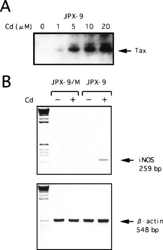 Fig. 3. Effect of Tax expression on hiNOS mRNA induction. (A) JPX-9 cells were incubated with various concentrations of CdCl2 for 48 hours and then collected for preparation of whole-cell extracts. Whole-cell extracts isolated from JPX-9 cells were subjected to immunoblotting with anti-Tax antibody. (B) PCR analysis of reverse-transcribed hiNOS mRNA in JPX-9 and JPX-9/M cells cultured in medium alone (−) or medium containing 20 μmol/L CdCl2(+) was performed with the hiNOS oligonucleotide primer pair. Amplified products were electrophoresed.