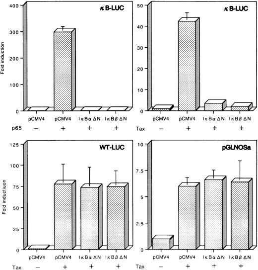 Fig. 8. Failure of repression of Tax-dependent transcription from the hiNOS promoter by the dominant-negative mutants of IκB and IκBβ. Jurkat cells were transfected with 5 μg of a p65 or Tax expression vector, 5 μg of IκB▵N or IκBβ▵N effector plasmid, and 5 μg of a luciferase reporter construct under transcriptional control of either the κB-LUC, WT-LUC, or pGLNOSa. Input DNA for all transfections was normalized by addition of a blank pCMV4 expression vector. The resulting activities were plotted as fold induction relative to that with the corresponding reporter in the absence of p65 or Tax. Data represent the mean ± SEM of three experiments.