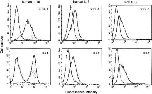 Fig. 7. Human IL-10, human IL-6, and vIL-6 binding to BCBL-1 and BC-1 cells. Biotinylated human IL-10 (1.5 μg/mL), human IL-6 (1.5 μg/mL), soybean trypsin inhibitor (1.5 μg/mL), vIL-6 (MBP-vIL-6; 1.5 μg/mL), or MBP (1.5 μg/mL) was incubated with BCBL-1 and BC-1 cells. Cell-bound protein was shown by the addition of avidin-fluorescein (10 μg/mL). After washing, surface fluorescence was evaluated by FACScan analysis. Unshaded histograms reflect binding from control biotinylated control proteins (soybean trypsin inhibitor or MBP).