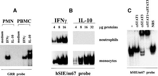 Fig. 1. Lack of induction of DNA-binding complexes by IL-10 in neutrophils. (A) PMN and autologous PBMC were incubated for 20 minutes in the presence or absence of 100 U/mL IL-10 or IFNγ. Cytoplasmic extracts were then prepared by nitrogen cavitation and analyzed in EMSA, using a 32P-labeled GRR oligonucleotide. For PMN extracts, 40 μg of protein was used in the binding reactions, whereas 10 μg of protein was used for PBMC extracts. This experiment is representative of at least 10. (B) PMN and autologous monocytes were incubated for 15 minutes with 100 U/mL IL-10 or IFNγ, and the resulting whole-cell extracts were analyzed in EMSA, using a32P-labeled hSIE/m67 oligonucleotide. Amounts of extract used are indicated. This experiment is representative of 2. (C) Characterization of the hSIE/m67-binding complexes induced in IL-10–treated monocytes. Purified monocytes were treated for 20 minutes with 100 U/mL IL-10, and whole-cell extracts were analyzed in EMSA. Binding reactions were performed in the presence or absence of specific anti-STAT antibodies as indicated, before the addition of the hSIE/m67 probe. This experiment is representative of 4.
