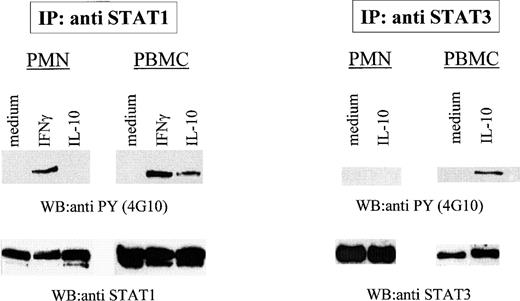 Fig. 2. Defective activation of STAT1 and STAT3 tyrosine phosphorylation in IL-10–treated PMN. PMN and autologous PBMC were incubated in the presence or absence of 100 U/mL IL-10 or IFNγ for 15 minutes before lysis. STAT1 and STAT3 were immunoprecipitated and the membranes were blotted with antiphosphotyrosine antibodies (4G10). Similar amounts of immunoprecipitated material were loaded in each lane, as judged from subsequent reblotting with appropriate antibodies. The data shown are representative of 4 independent experiments.