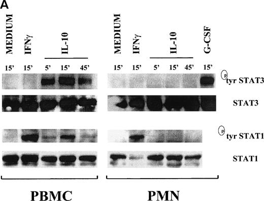 Fig. 3. Time course of STAT1 and STAT3 phosphorylation in IL-10–treated PMN and PBMC. Cells were treated with 100 U/mL IL-10, 100 U/mL IFNγ, and 1,000 U/mL G-CSF (A) or 20 ng/mL IL-10 (Peprotech), 100 U/mL IFNγ, and 100 ng/mL PMA (B) before lysis under denaturating conditions as described in Materials and Methods. One hundred fifty micrograms of PMN lysate and 80 μg of PBMC lysate were loaded on the gels; and immunoblots were performed using antibodies specific for tyrosine or serine phosphorylated forms of STAT1 and STAT3. Subsequent reblotting with the indicated anti-STAT1 or anti-STAT3 antibodies was performed to ensure that similar amounts of material were deposited in each lane. The data for each panel are representative of 4 independent experiments.