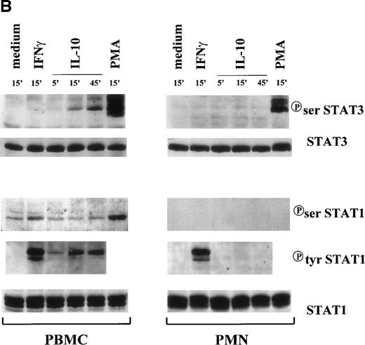 Fig. 3. Time course of STAT1 and STAT3 phosphorylation in IL-10–treated PMN and PBMC. Cells were treated with 100 U/mL IL-10, 100 U/mL IFNγ, and 1,000 U/mL G-CSF (A) or 20 ng/mL IL-10 (Peprotech), 100 U/mL IFNγ, and 100 ng/mL PMA (B) before lysis under denaturating conditions as described in Materials and Methods. One hundred fifty micrograms of PMN lysate and 80 μg of PBMC lysate were loaded on the gels; and immunoblots were performed using antibodies specific for tyrosine or serine phosphorylated forms of STAT1 and STAT3. Subsequent reblotting with the indicated anti-STAT1 or anti-STAT3 antibodies was performed to ensure that similar amounts of material were deposited in each lane. The data for each panel are representative of 4 independent experiments.