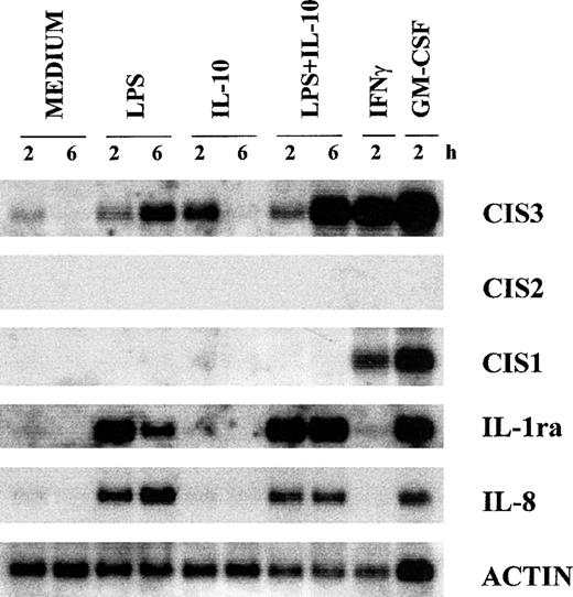 Fig. 4. Effect of IL-10 and LPS on the gene expression of various CIS family members, IL-8, and IL-1ra in neutrophils. PMN were preincubated with or without 100 U/mL IL-10 for 15 minutes before the addition of LPS, IFNγ, or GM-CSF for the times indicated. Total RNA was extracted and analyzed by Northern blotting. This experiment is representative of 4.