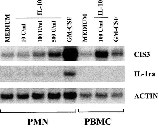 Fig. 6. Dose-dependent effect of IL-10 on CIS3 mRNA expression in neutrophils. PMN were incubated in the presence or absence of increasing concentrations of IL-10 for 2 hours before total RNA extraction. For comparative purposes, RNA was also extracted from PMN stimulated with GM-CSF and from autologous PBMC. CIS3 and IL-1ra gene expression was analyzed by Northern blot. This experiment is representative of 2.
