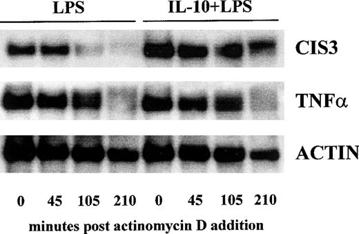 Fig. 7. Effect of IL-10 on the turnover rate of CIS3 mRNA in LPS-stimulated PMN. PMN were cultured with 1 μg/mL LPS in the presence or absence of 100 U/mL IL-10. After 3.5 hours, actinomycin D (5 μg/mL) was added and the cells were further cultured for the indicated times. Total RNA was prepared and analyzed by Northern blotting with CIS3, TNF, and actin cDNA probes. This experiment is representative of 3.