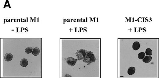 Fig. 8. Negative effects of stable CIS3 transfection on LPS-signaling in murine M1 cells. (A) Suppression of LPS-induced differentiation in M1 cells. Parental M1 cells (M1-P) and stable transfectants expressing CIS3 (M1-CIS3) were incubated without or with 100 ng/mL LPS. After 72 hours of culture, cells were spun down on slide glass using a cytospin and examined after May-Grunwald Giemsa staining. (B) Inhibition of NO synthesis of M1 cells by CIS3. Parental M1 cells (5 × 105; parent) and stable transfectants expressing CIS3 were cultured with or without 100 ng/mL LPS for the days indicated. No synthesis was determined by the Griess method. Similar results were obtained with at least 2 independent clones of each transfectants. (C) Expression of IL-6 mRNA in M1 cells and transformants. Parental M1 cells (parent) and stable transfectants expressing CIS3 were stimulated with 100 ng/mL LPS for the days indicated. Total RNA was extracted and expression of IL-6 and G3PDH was analyzed by Northern blotting.