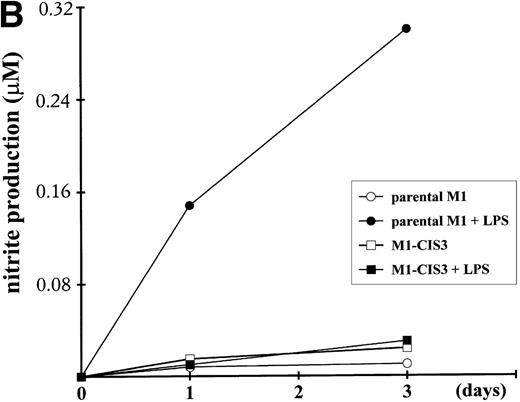 Fig. 8. Negative effects of stable CIS3 transfection on LPS-signaling in murine M1 cells. (A) Suppression of LPS-induced differentiation in M1 cells. Parental M1 cells (M1-P) and stable transfectants expressing CIS3 (M1-CIS3) were incubated without or with 100 ng/mL LPS. After 72 hours of culture, cells were spun down on slide glass using a cytospin and examined after May-Grunwald Giemsa staining. (B) Inhibition of NO synthesis of M1 cells by CIS3. Parental M1 cells (5 × 105; parent) and stable transfectants expressing CIS3 were cultured with or without 100 ng/mL LPS for the days indicated. No synthesis was determined by the Griess method. Similar results were obtained with at least 2 independent clones of each transfectants. (C) Expression of IL-6 mRNA in M1 cells and transformants. Parental M1 cells (parent) and stable transfectants expressing CIS3 were stimulated with 100 ng/mL LPS for the days indicated. Total RNA was extracted and expression of IL-6 and G3PDH was analyzed by Northern blotting.