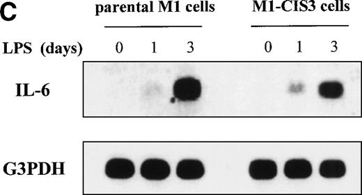 Fig. 8. Negative effects of stable CIS3 transfection on LPS-signaling in murine M1 cells. (A) Suppression of LPS-induced differentiation in M1 cells. Parental M1 cells (M1-P) and stable transfectants expressing CIS3 (M1-CIS3) were incubated without or with 100 ng/mL LPS. After 72 hours of culture, cells were spun down on slide glass using a cytospin and examined after May-Grunwald Giemsa staining. (B) Inhibition of NO synthesis of M1 cells by CIS3. Parental M1 cells (5 × 105; parent) and stable transfectants expressing CIS3 were cultured with or without 100 ng/mL LPS for the days indicated. No synthesis was determined by the Griess method. Similar results were obtained with at least 2 independent clones of each transfectants. (C) Expression of IL-6 mRNA in M1 cells and transformants. Parental M1 cells (parent) and stable transfectants expressing CIS3 were stimulated with 100 ng/mL LPS for the days indicated. Total RNA was extracted and expression of IL-6 and G3PDH was analyzed by Northern blotting.
