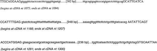 Fig. 1. Partial sequences of three GLCLC introns. The complete 2,076-bp sequence has been deposited in GenBank (Accession no.AF118846). cDNA is indicated by upper case letters and introns are shown as lower case letters.