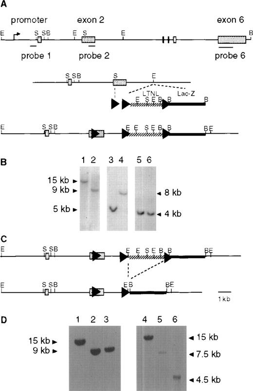Fig. 1. Generation of lox-Piga-lacZ ES cells. (A) Top panel shows the genomic structure of the mouse Piga gene. The internal probes used for Southern blot analysis map to exon 1 (probe 1) and to exon 2 (probe 2), and the external probe maps to exon 6 (probe 6). Middle panel displays the targeting construct (lox-Piga-LTNL-lacZ.). Bottom panel shows thePiga gene after homologous recombination (lox-LTNL-Piga-lacZ). Shaded boxes represent exon 1-6, arrowheads represent loxP sites, hatched line represents the selectable marker cassette and the bold black line represents the lacZ gene. LTNL = loxPthymidine kinase, neomycin resistance geneloxP. Restriction enzyme sites S=SmaI, B=BamHI, E=EcoRI. (B) Southern blot of homologous recombined ES clone 1G2. Lanes 1, 3, and 5 represent DNA from wild-type ES cells and lanes 2, 4, and 6 represent DNA from recombined ES clone 1G2. Lanes 1 and 2 were digested with BamHI and hybridized with probe 6. DNA in lanes 3 and 4 was digested with EcoRI and hybridized with probe 1. DNA in lanes 5 and 6 was digested withBamHI and hybridized with probe 1. Because Piga maps to the X chromosome and the ES cells are of male origin, no other allele remains. (C) Top panel shows thelox-LTNL-Piga-lacZ gene. Bottom panel shows thelox-Piga-lacZ gene after Cre-mediated excision of the selectable marker cassette LTNL. Dashed line represents the desired Cre-mediated excision. (D) Southern blot of the desired Cre-mediated recombination. Lanes 1 and 4 represent DNA from wild-type ES cells, lanes 2 and 5 represent DNA from recombined ES clone 1G2, and lanes 3 and 6 represent DNA from Cre recombined ES clone 1G2/87. DNA in lanes 1-3 was hybridized with probe 6; DNA in lanes 4-6 was hybridized with probe 2; DNA in lanes 1-6 was digested with BamHI.